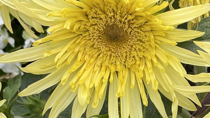 Helianthus annuus ‘Lemon Cutie’ F1 en gros plan.